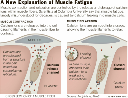 What Causes Muscle Fatigue